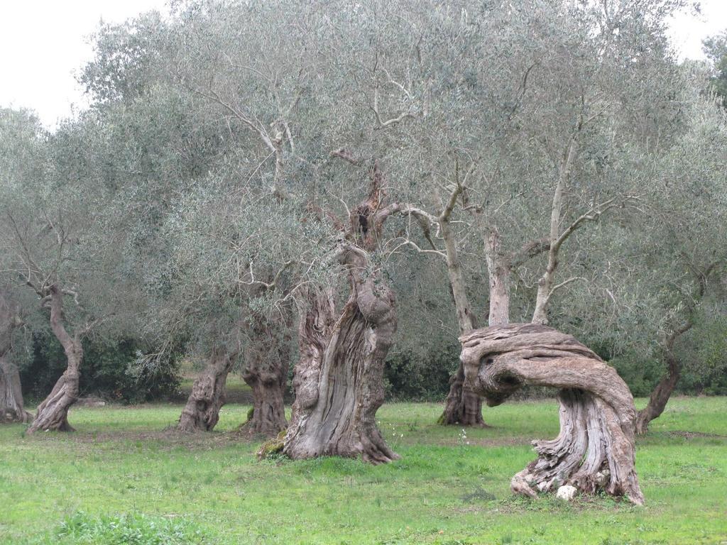 Tenuta Sant'Andrea Giuggianello Eksteriør billede